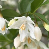 エゴノキ,ハゴロモジャスミン,夏みかん,有毒植物,佐鳴湖の画像