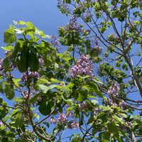 ニンニク,桐の木,白糸草,桐の木の花,⚠️サビ病⚠️の画像