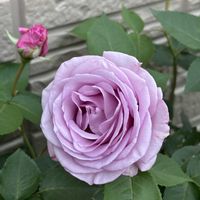 スナップエンドウ,紅紫檀,バラ 夜来香,おうち園芸,家庭菜園の画像