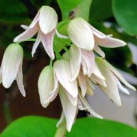 ムベ,ムベ(郁子),朝の散歩,S9の画像