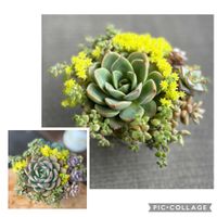 細葉黄金万年草,多肉寄せ植え,セダム大好き,多肉植物のある暮らし,多肉だいすきの画像