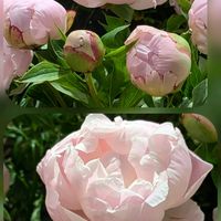 シャクヤク,シャクヤク,バラ,紫陽花,三時草の画像
