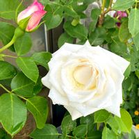 バラ,ガーデニング,お花,おうち園芸,小さな庭の画像