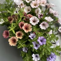 ペチュニア,花越 ペチュニア エスキス,ガーデニング,すがーでん,花越 ペチュニアの画像