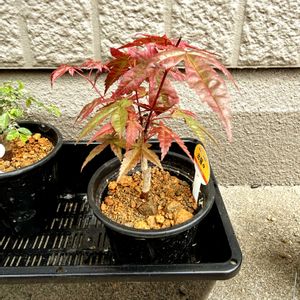 盆栽,ミニ盆栽,緑のある暮らし,盆栽素材,庭の画像