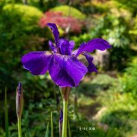 アヤメ,アヤメ,カキツバタ,ナデシコ,菖蒲の画像