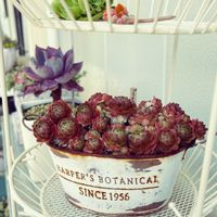 プラティフィラ,多肉植物,紅葉する多肉,セダム大好き,小さな庭の画像