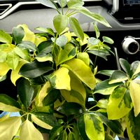 シェフレラ,シェフレラ,斑入り,かわいい,観葉植物の画像