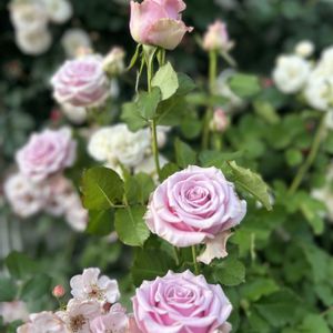 バラ,薔薇♪,イングリッシュガーデン,バラを楽しむ,バラのある暮らしの画像