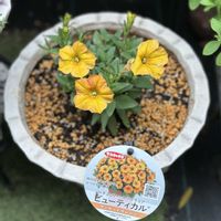 カリブラコア,ペチュニア,ペチュニア　ビューティカル,ビューティカル サンセットオレンジ,ガーデニングの画像