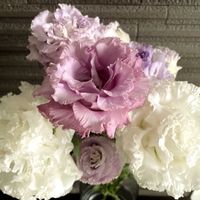トルコキキョウ,花のある暮らし,植物大好き,リビング・ダイニングの画像