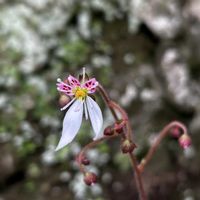 キュウリグサ,ユキノシタ,八重咲きドクダミ,八重のドクダミ,山野草の画像