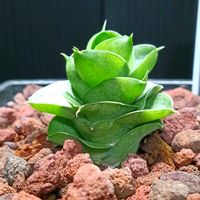 サンスベリア,サンスベリア,サンセベリア,観葉植物の画像