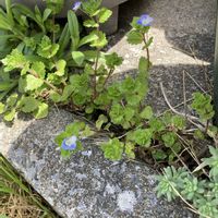 オオイヌノフグリ,GSに感謝。,自然大好き,野草　山野草,北海道道東の画像
