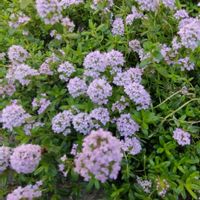 タイム,鉢植え,ガーデニング,植え込み,散策さんぽの画像