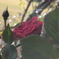 バラ,バラ,ばらバラ薔薇,ばらバラ薔薇,アーモンドの実♪の画像