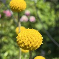 クラスペディア,クラスペディア,鉢植え,ネコ好き,花のある暮らしの画像