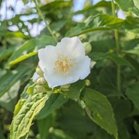 バイカウツギ,西洋オダマキ,原種系チューリップ ライラックワンダー,瑠璃庭石菖（ルリニワゼキショウ）,アメリカヒトツバタゴ(なんじゃもんじゃの木)の画像