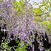 オオデマリ,フジ,ブルーベリー,虹の玉,オパリナの画像