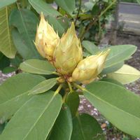 シャクナゲ,シャクナゲの蕾,花言葉,お出掛け先,今日のお花の画像