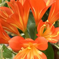 クンシラン,ありがとう♡,オレンジ色の花,放ったらかし隊,めんこ〜い(｡•ᴗ•｡)♡の画像