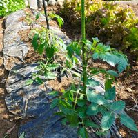 トマト,ガーデニング,ボタニカルライフ,お庭の植物,花のある暮らしの画像