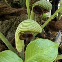 ムサシアブミ,ムサシアブミ,多年草,咲くやこの花館,サトイモ科テンナンショウ属の画像