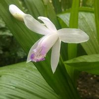 サンジソウ,マツバボタン,口紅シラン,新入りさん,花のある暮らしの画像