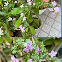 モッコク,ハタケニラ,コウチョウカ(紅鳥花),小さな庭,玄関の画像