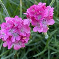 アルメリア,ハンギングバスケット,熊本,熊本から,高温多湿注意の画像
