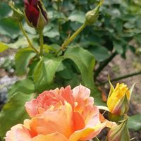 薔薇 ジュリア,薔薇 ジュリア,ハーブゼラニウム,ハーブゼラニウム,薔薇 ブラスバンドの画像