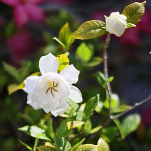 クチナシ,沖縄,白い花マニア,おうち園芸,金曜日の蕾たちの画像