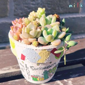 ビアホップ ,ピーチネックレス,ティンカーベル,レッドベリー,名無しの画像