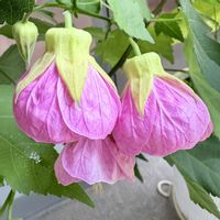 アブチロン,ガーデニング,山野草,我が家の庭,花のある暮らしの画像