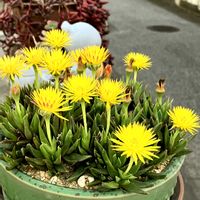 ヒメエニシダ,三時草(照波),ツルマンネングサ (セダム),カタバミ科,黄色い金曜日の画像