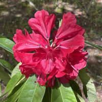 パイナップル,パイナップル,シャクナゲ(石楠花),シャクナゲ(石楠花),シャクナゲ(石楠花)の画像