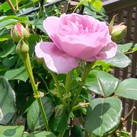 アンゲロニア,ミニヒマワリ,クレマチス八重,薔薇しのぶれど,クレマチス キャプリンの画像