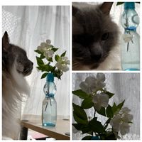 挿し木にチャレンジ,猫のいる窓辺,復興をお祈りいたします,旬のお花コガクウツギ,散歩道のコガクウツギが咲いた〜╰(*´︶`*)╯♡の画像