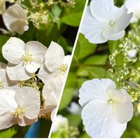 挿し木にチャレンジ,復興をお祈りいたします,旬のお花コガクウツギ,散歩道のコガクウツギが咲いた〜╰(*´︶`*)╯♡,我が家のは何年経っても開花なしの画像