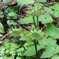 アマドコロ,結実初期のセリバオウレン,山野草,白い花,花活の画像