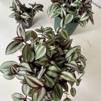 トラディスカンティア・ゼブリナ,トラディスカンティア・ゼブリナ,観葉植物,無限増殖,キキ　トラディスカンティアの画像
