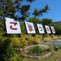 ネモフィラ,石川県小松市,こまつの杜の画像