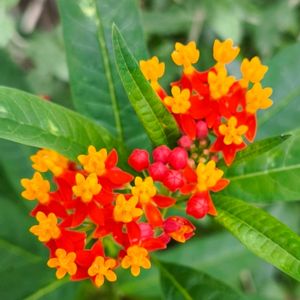植物園,温室,季節の花,東京,花のある暮らしの画像