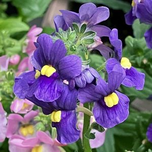 紫色の花,#ガーデニング,エクステリアの画像