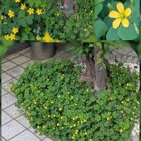 アネモネ,バラ,ブライダルベール,ヤマボウシ,カタバミの画像