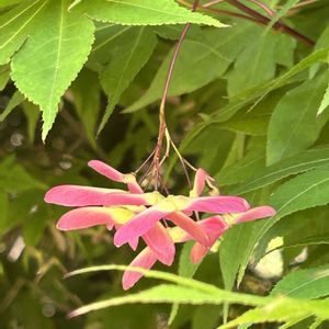 イロハモミジ,ミズキ,イロハモミジの実,カエデもみじ,白い花の画像