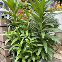 キキョウ,ダリア,スカシユリ,平和を願う☆,8日は葉っぱの発表会の画像