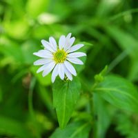 レンゲツツジ,サラサドウダン,ミヤマヨメナ,植物園,山野草の画像