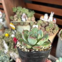 艶姫,多肉植物,エケベリア属,ベランダガーデン,艶姫ⓚの画像