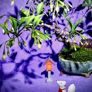 ツワブキ,ユキノシタ,宮様楓,盆栽,小品盆栽の画像
